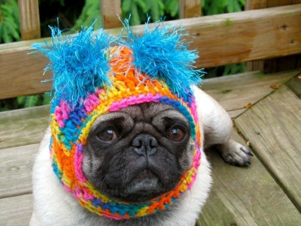 Chapeaux Chiens chien mode chien vêtements pug coloré
