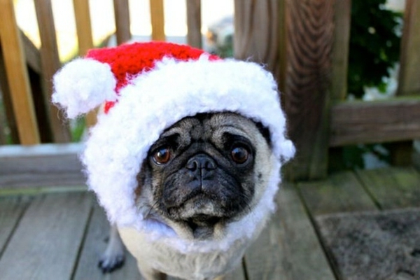 Caps Dogs dog fashion pug Santa Claus
