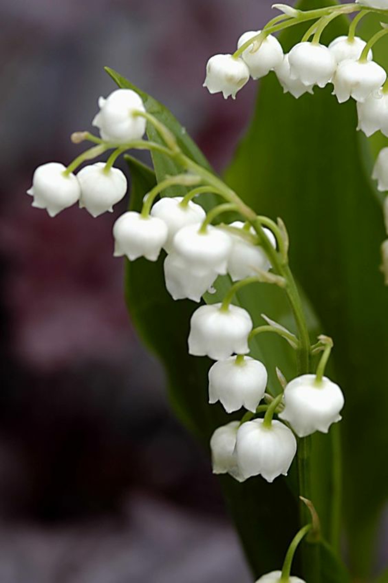 山谷铃兰草majalis美丽的春天花图片