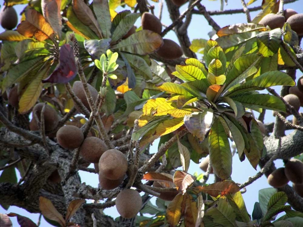 Mammea americana arbres exotiques fruits exotiques