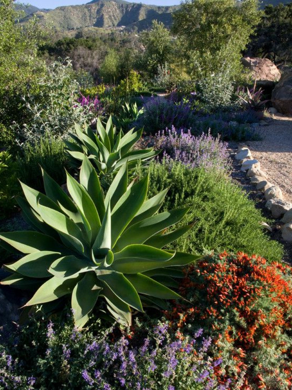 Средиземноморски дизайн градина храсти цитрусови растения