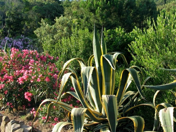 Het planten van mediterrane tuinontwerp waterfaciliteiten
