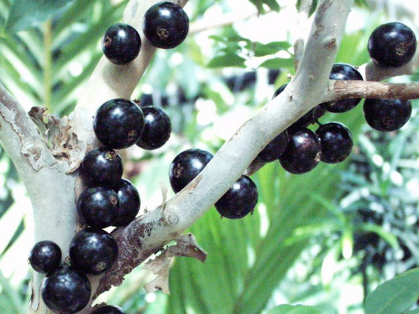 Myrciaria caulifloria sessiliflorum arbres exotiques fruits exotiques