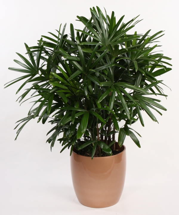 Indoor Plants Date Palm Palmtree Hardy Lush