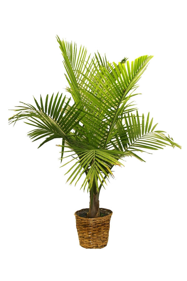 Palm lajit kuin huonekasvit kestävä kukkaruukku