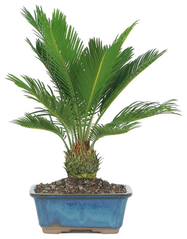 Palm species as houseplants hardy soil