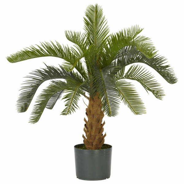 Palm species as indoor plants evergreen exotic