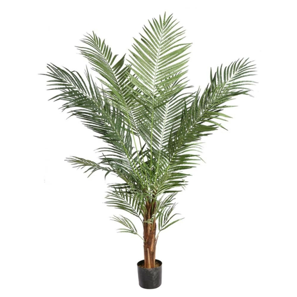 Palm species hardy as indoor plants