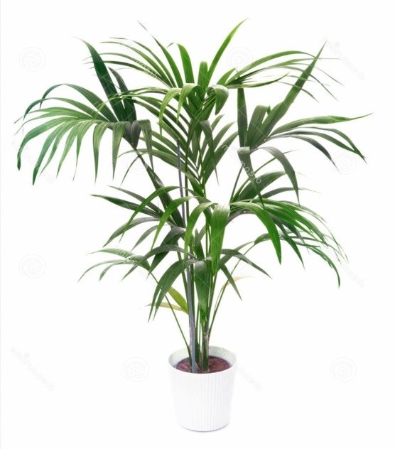 Sisäkasvien päivämäärä palmupuun Palmujat kestävä idea