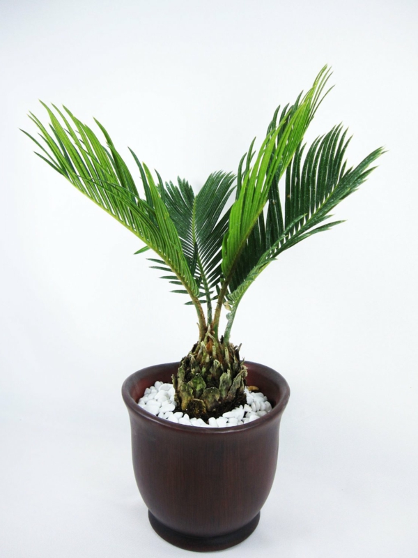 Φυτά εσωτερικού χώρου Ημερομηνία Palm Palm είδος Hardy χαλίκι