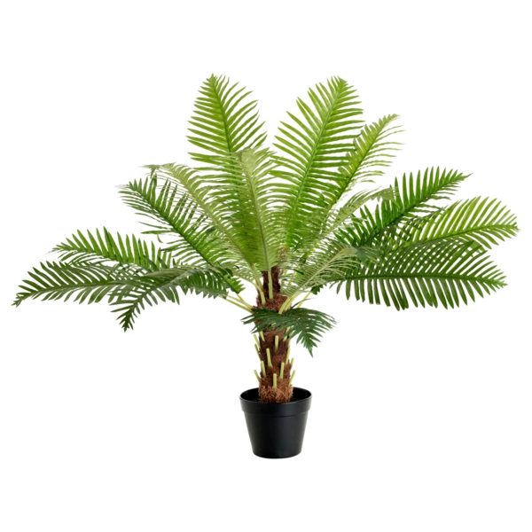 date palm tree hardy palm tree species as indoor plants
