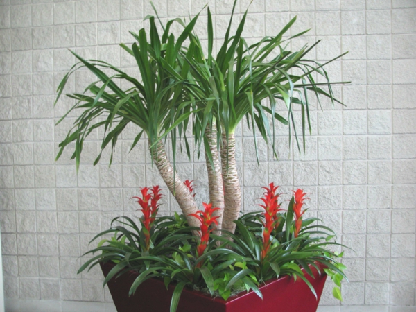 Sisäkasvit päivämäärä-kämmen kova palmu lajeja