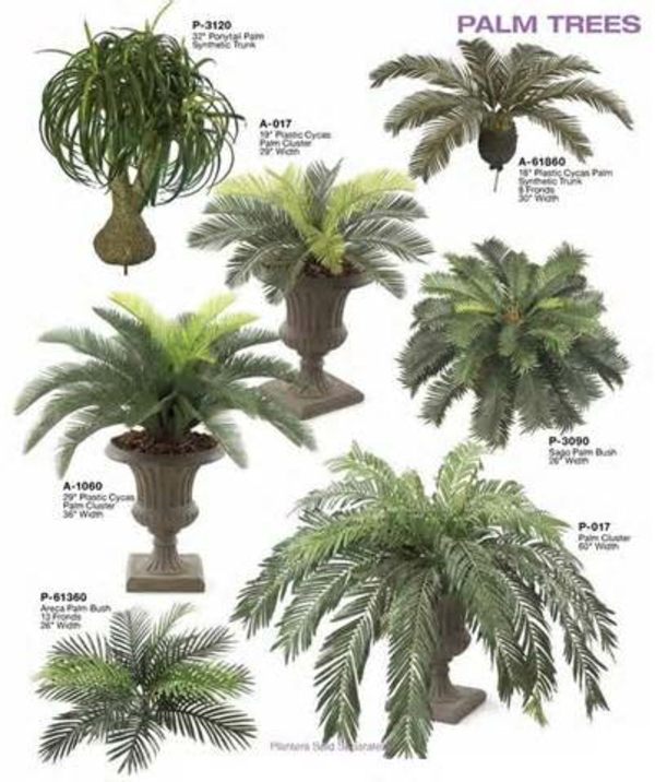 Sisäkasvit päivämäärä palmu palmu lajit kestävä lajike