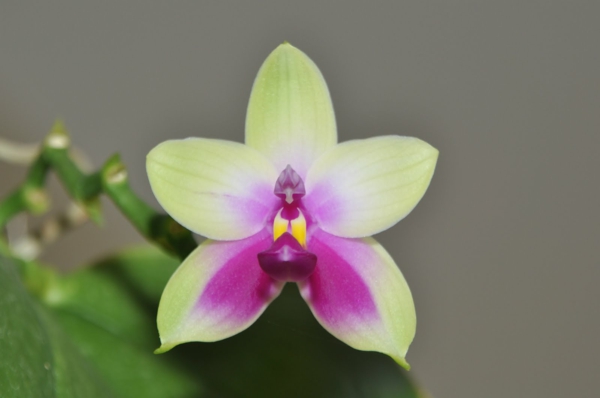 Орхидея от орхидея от вида Phalaenopsis bellina