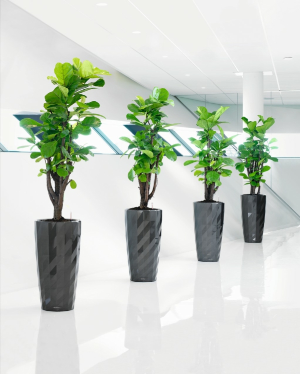 Ideas robustas de diseño de macetas de plantas en interiores