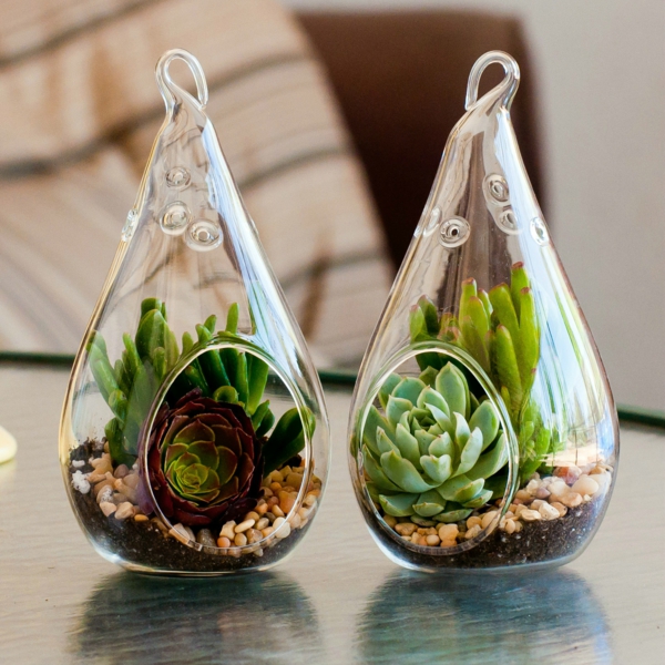 Robust fleshy foliage houseplants glass flower pot