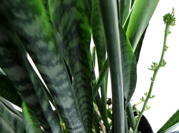 Robust easy-care indoor plants green foliage