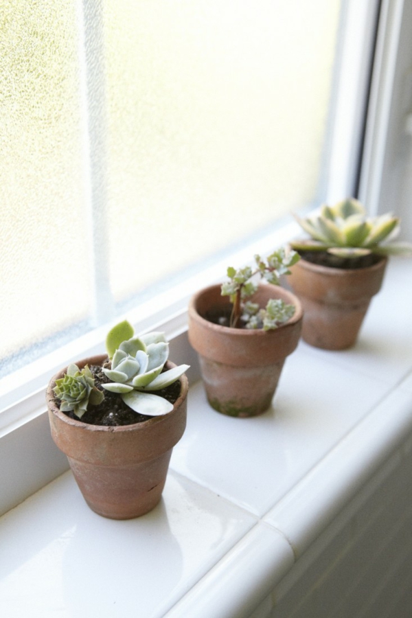 ventana privacidad casa plantas suculentas arcilla maceta