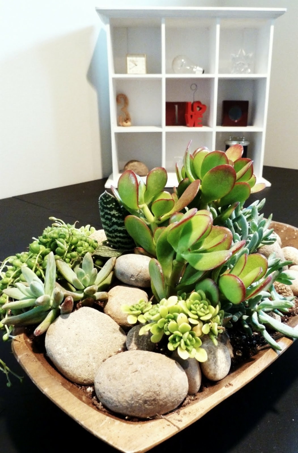 plantas de interior tolerante decoración de la mesa naturaleza verde