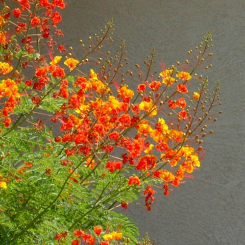 Rode bloemen in het landschap van de tuin rode pauwstruik geel