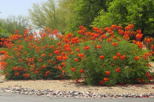 Røde blomster i haven rød påfugl buske landskab
