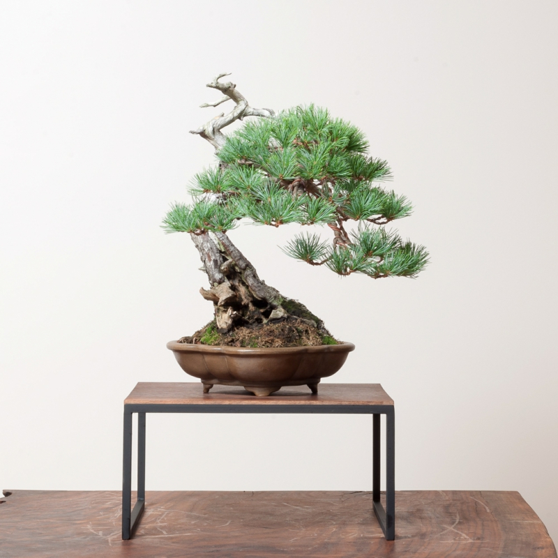 Sakura Bonsai care beautiful bonsai species decorative indoor plants