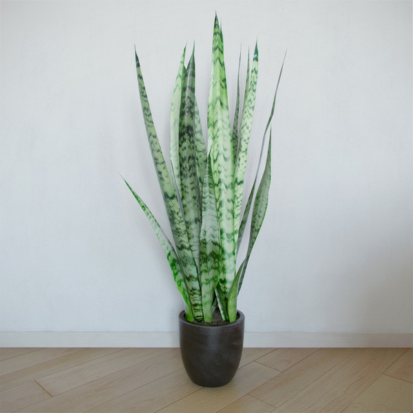 Sanseviera φυτά εσωτερικού χώρου για σκοτεινά δωμάτια