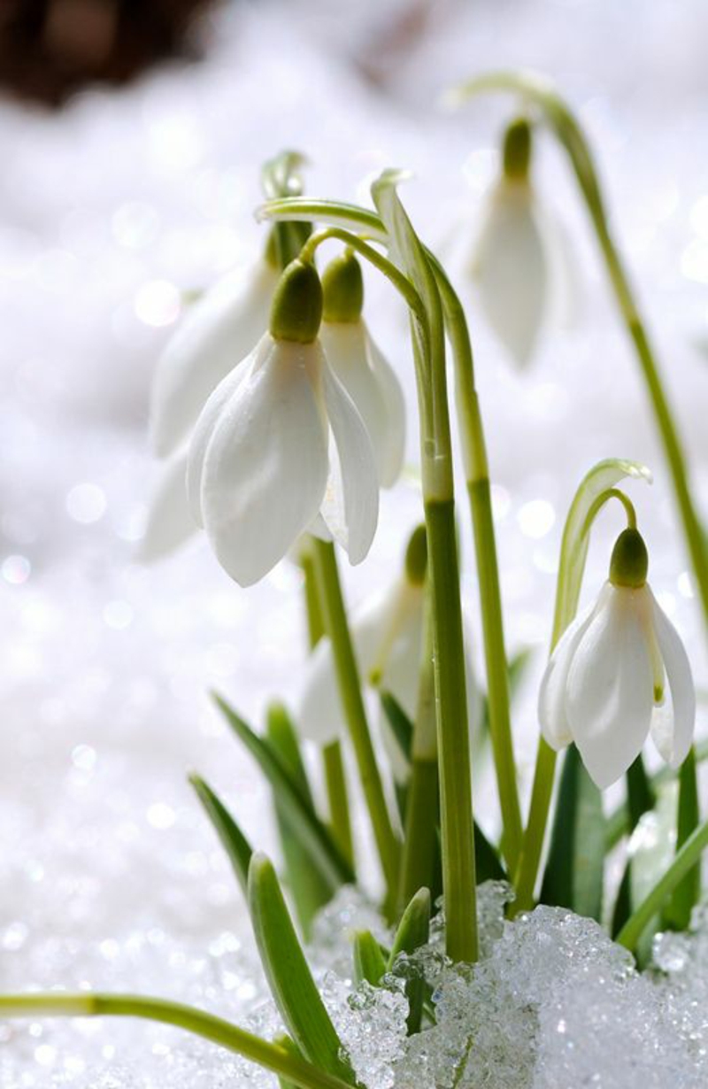Snowdrop Galanthus nivalis march snø våren blomster