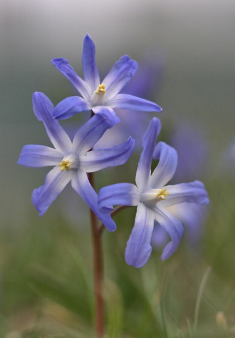 Снежният блясък Chionodoxa красиви снимки на пролетни цветя