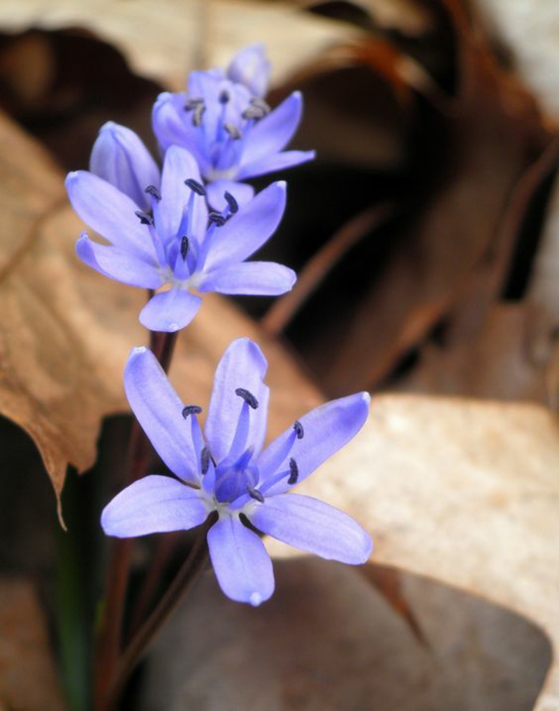 Scilla bifolia blauwe ster prachtige lente bloemen foto's