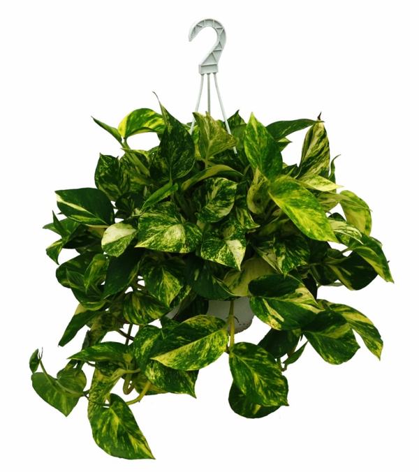 Scindapsus hanging easy care plant container