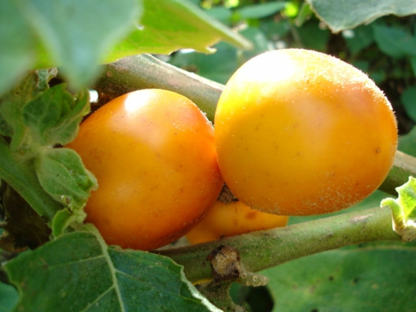 Solanum sessiliflorum arbres exotiques fruits exotiques