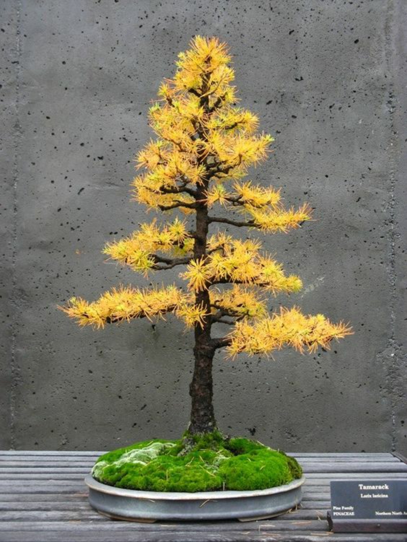 Tamarack Bonsai tree buy and maintain bonsai species autumn leaves