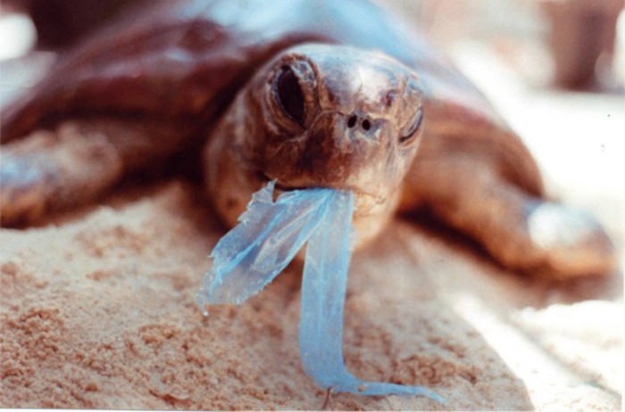 Oceanul Curățarea deșeurilor de plastic din materialul țestoaselor de mare