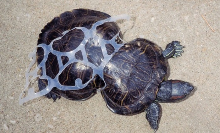 Curățarea oceanelor Deșeurile de plastic din plasticul broaștelor țestoase marine fuzionate