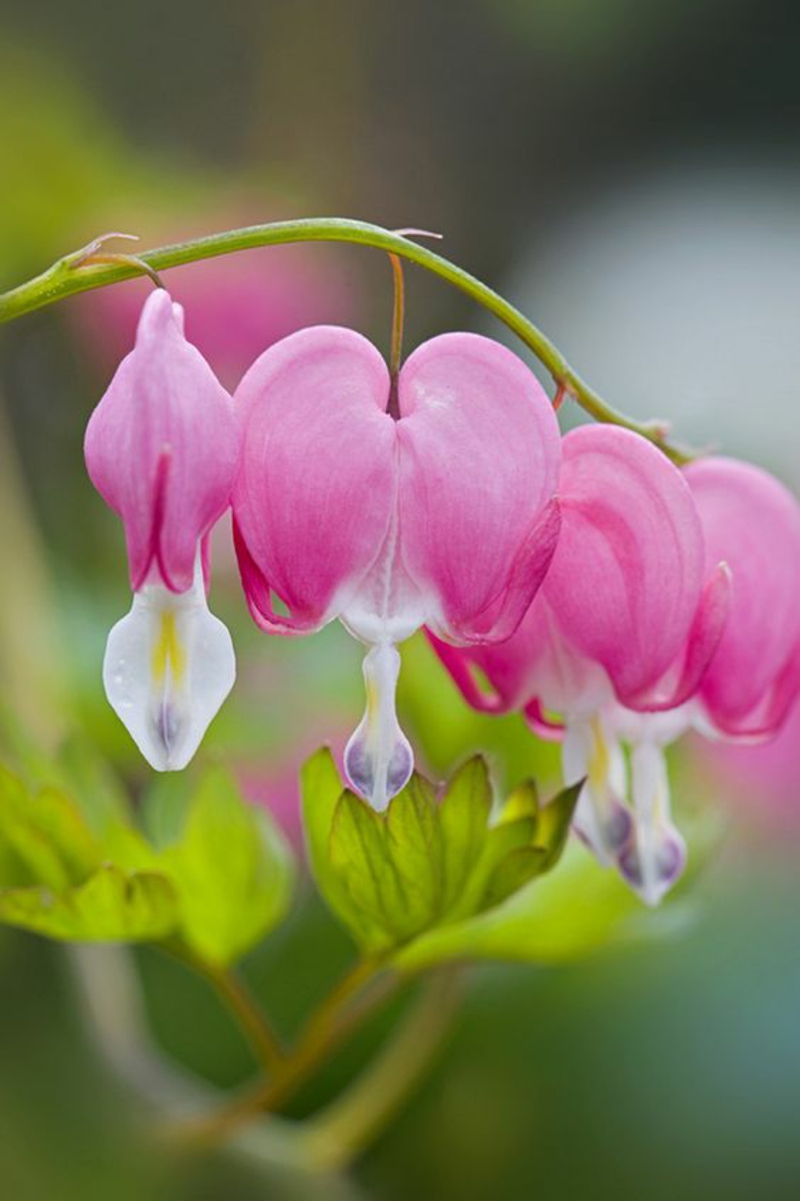 Bleeding Heart Lamprocapnos spectabilis gražios pavasario gėlės nuotraukos