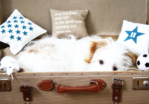 Trendy furniture from old suitcases to pet dog