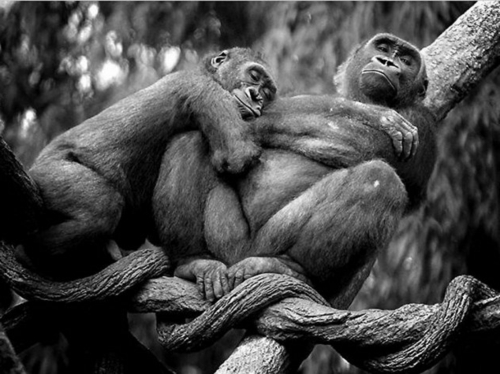 En los animales del amor mono rama fotos del árbol