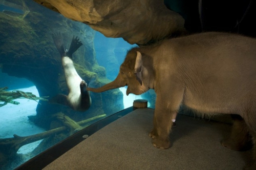Τα ζώα ελέφαντα αγάπης δεν γνωρίζει σφραγίδα