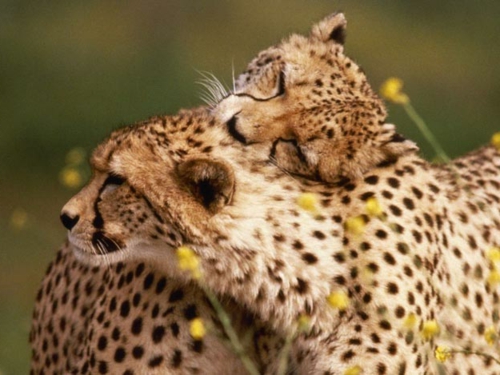 Animales en el amor medio ambiente de naturaleza guepardo