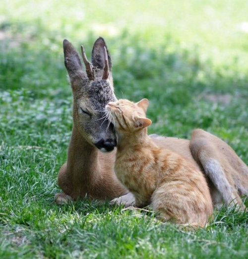 Animales gato canguro fotos naturaleza