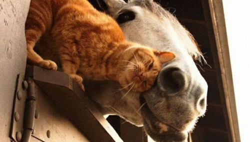 Animales encantados gato caballo interesante