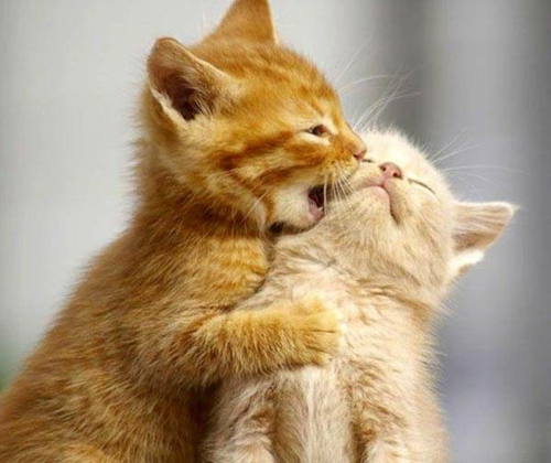 Σε αγάπη ζώα γάτες μωρό παίζουν πορτοκαλί γούνα