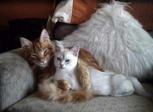 Los gatos de los animales en el sofá del barrio de origen