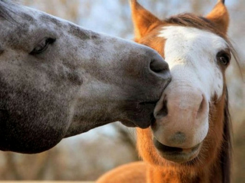 Σε αγάπη ζώα άλογα άγρια ​​φύση