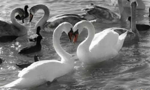 Los animales amados ven cisnes cisnes del amor