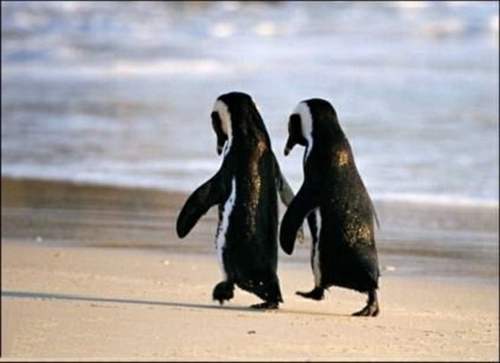 Στην αγάπη τα ζώα περπατούν οι πιγκουίνοι στην παραλία