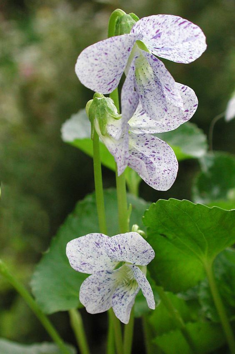 Viola odorata saldžios violetinės gražios pavasario gėlės