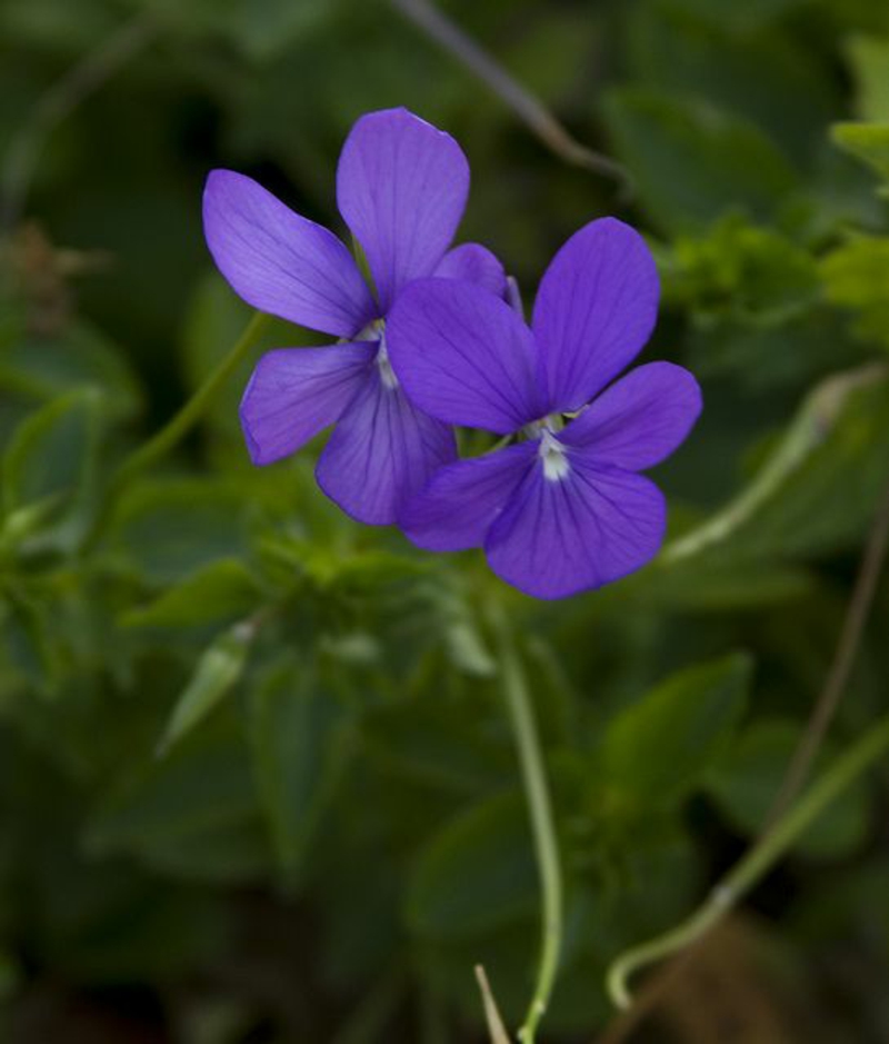 Viola odorata violetinės gražios pavasario gėlės nuotraukos