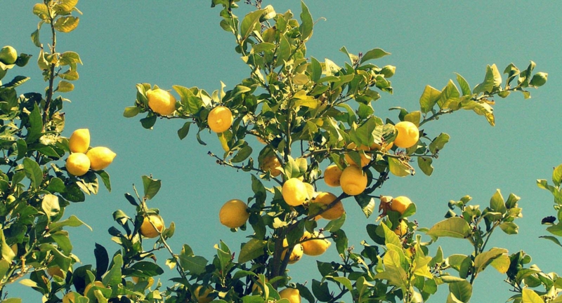 用柠檬水喝健康的生活方式柠檬树